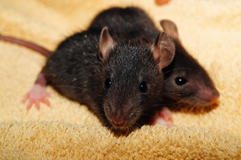 animals Story: #6 Rats multiply so quickly that in just 18 months two rats can create more than 1 million relatives!