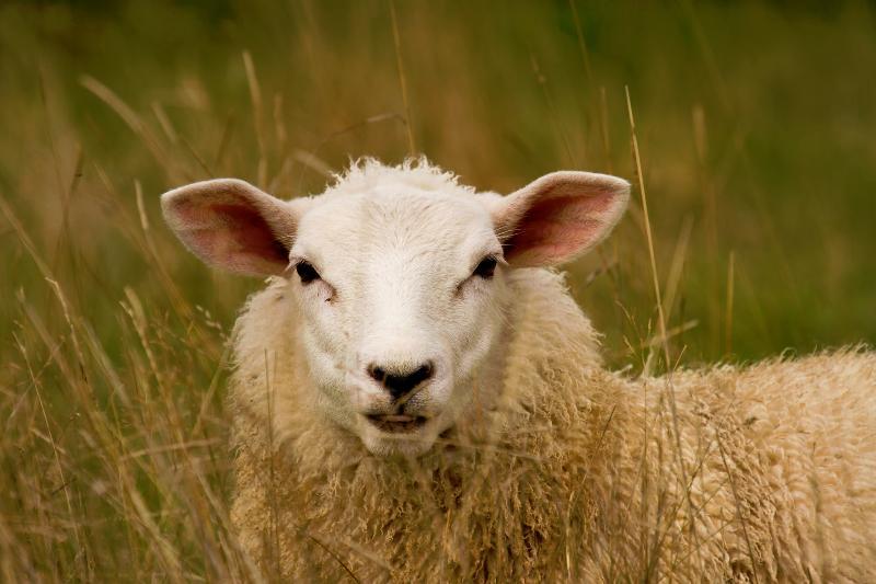 animals Story: #7 Unlike humans, sheep have four stomachs and each of them helps to digest the food they eat