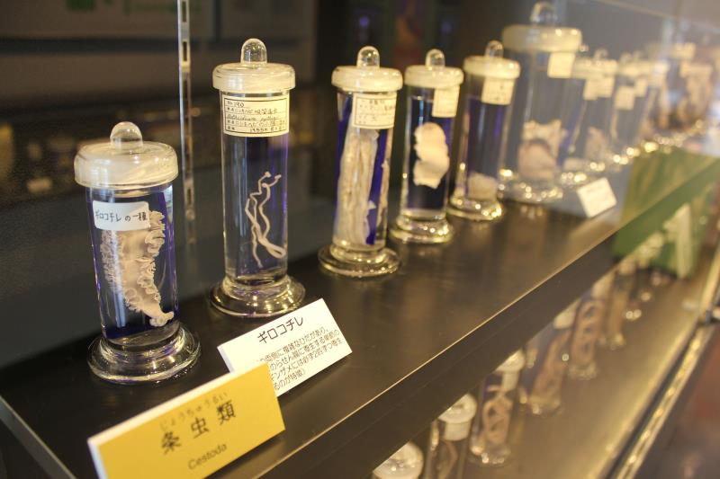 Культура Story: #4 Музей паразитологии Мегуро в Токио