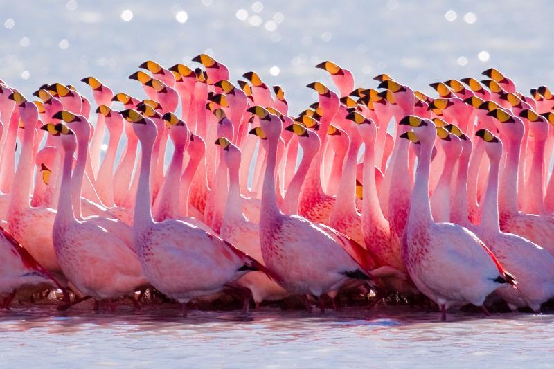 animals Story: Flamingo