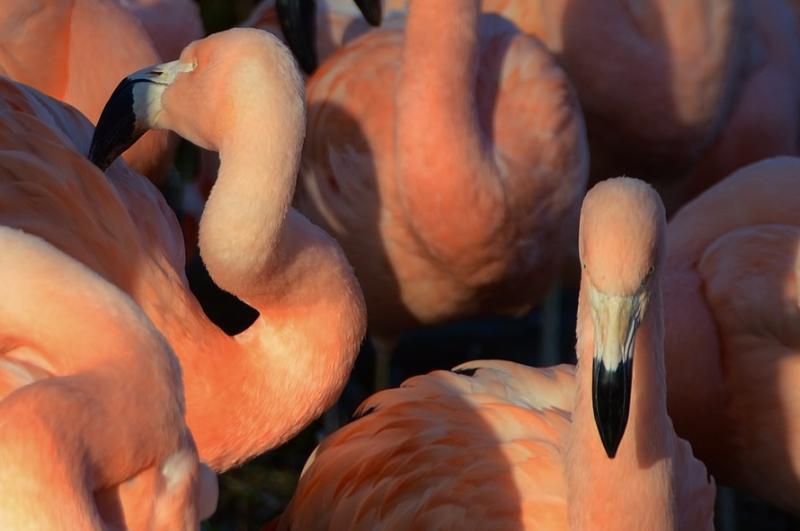 animals Story: Animals in pink: the most unexpected beauty of nature
