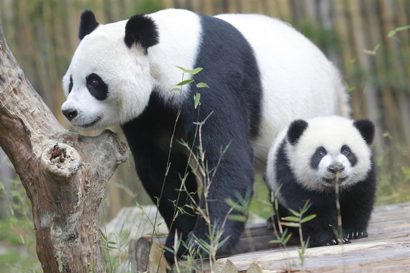 Geography Story: #2 A newborn baby is 900 times smaller than its mother panda