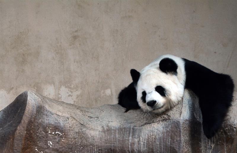 Geography Story: #3 First panda appeared two or three million years ago