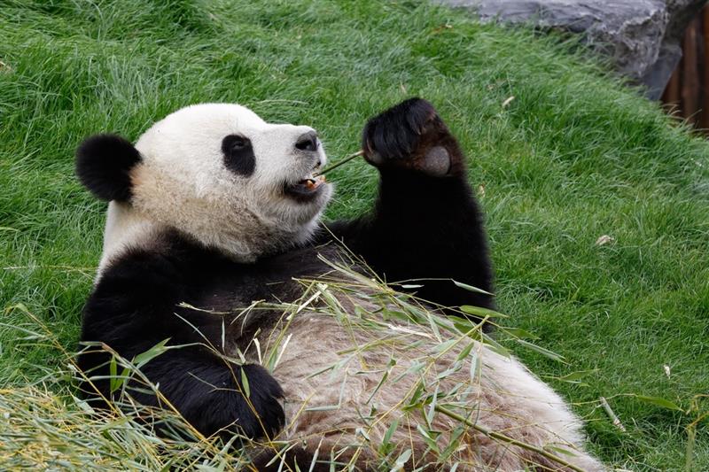 Geography Story: #5 A panda can spend 16 hours a day eating