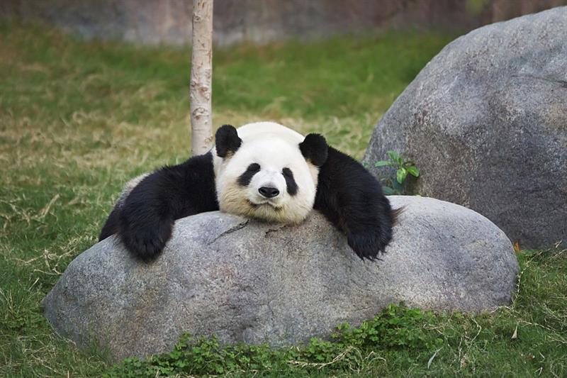 Geography Story: #6 Adult pandas can weigh about 200-300lbs