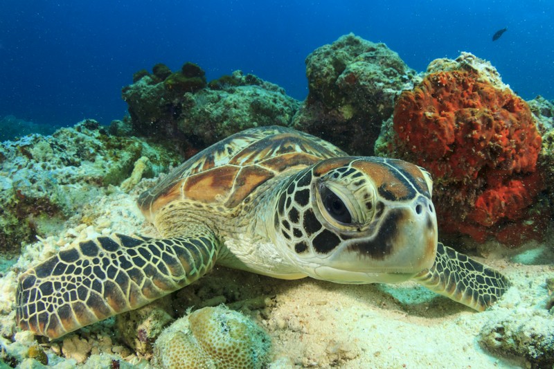 Geography Story: #1 What species live in and around the Reef?
