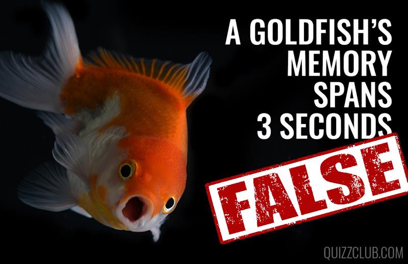 Science Story: We bet you always believed these 8 completely false facts