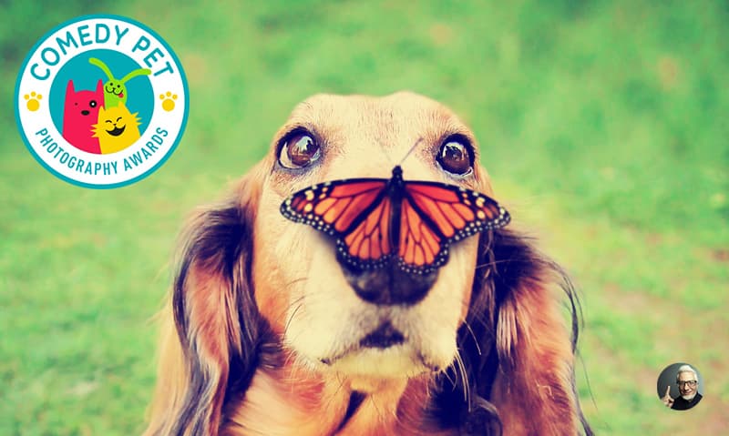The Comedy Pet Photography Awards 2017: join,... | QuizzClub
