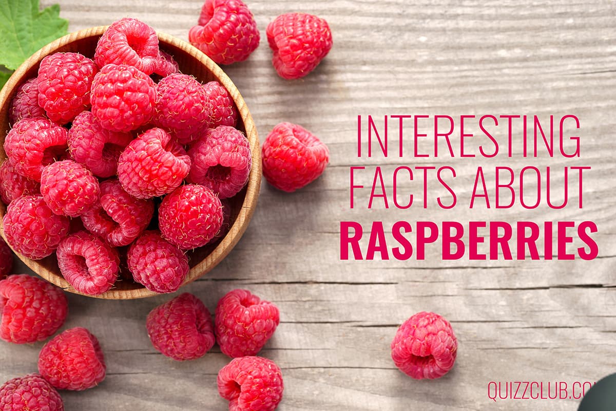 Interesting facts about raspberries the...