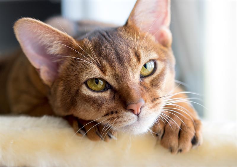 animals Story: The most friendly and intelligent cat breeds