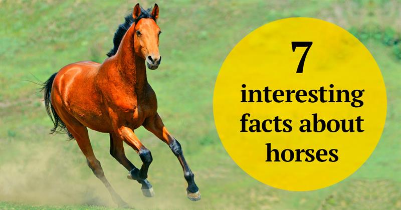 animals Story: The noblest of all creatures - 7 interesting facts about horses