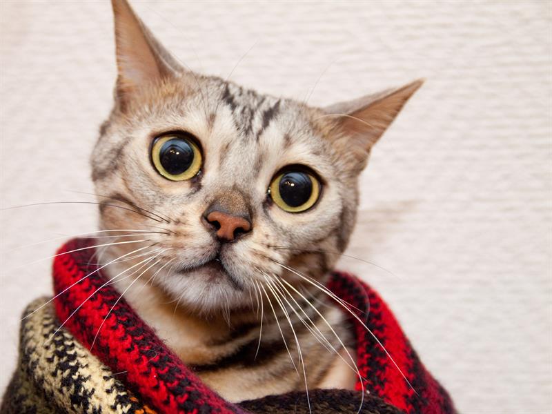 animals Story: These cats with extremely big eyes will melt your heart