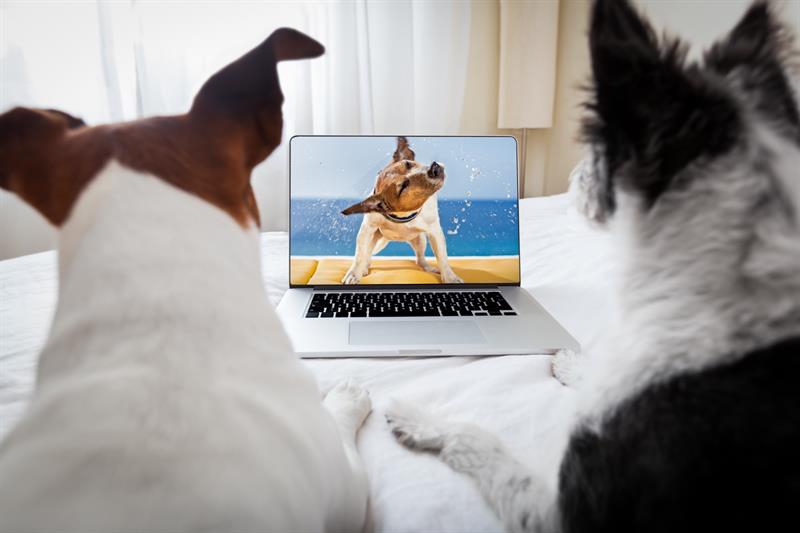 animals Story: What is it like for dogs to watch TV?