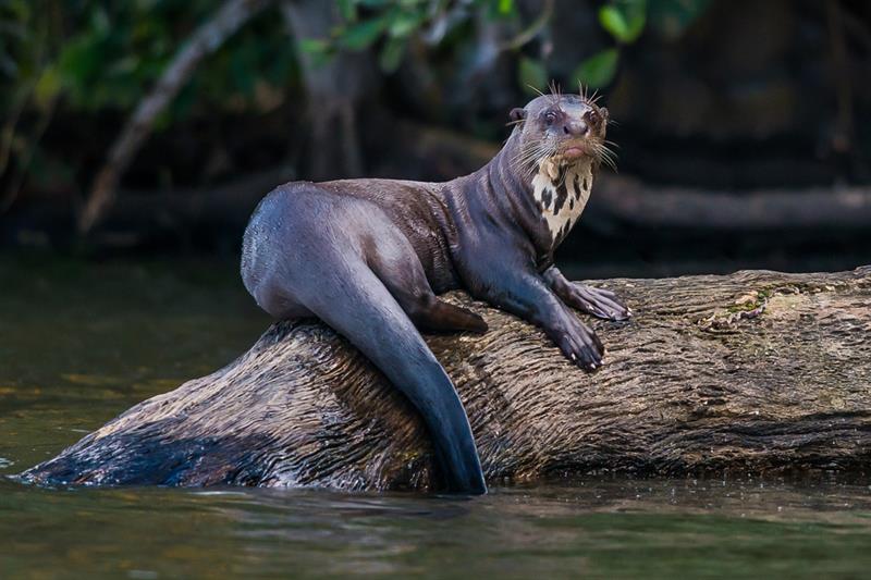 Nature Story: #3 Giant Otter