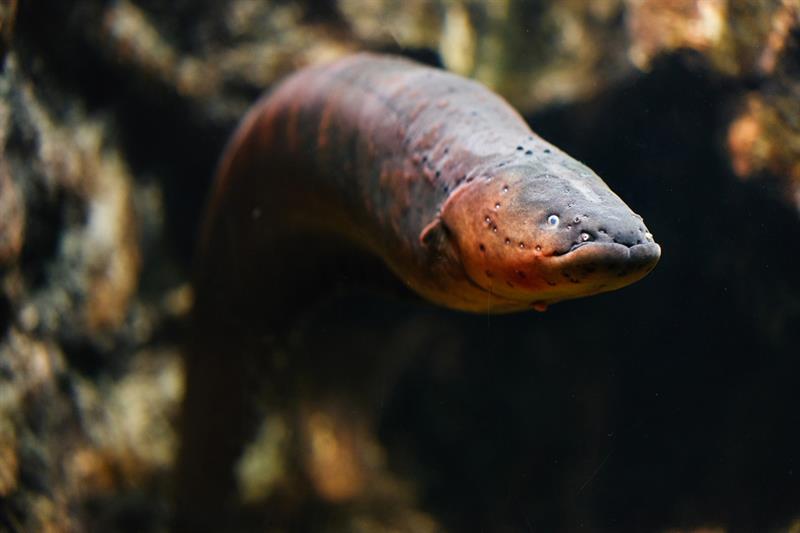 Nature Story: #5 Electric Eel