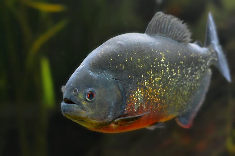 Nature Story: #6 Red-Bellied Piranha