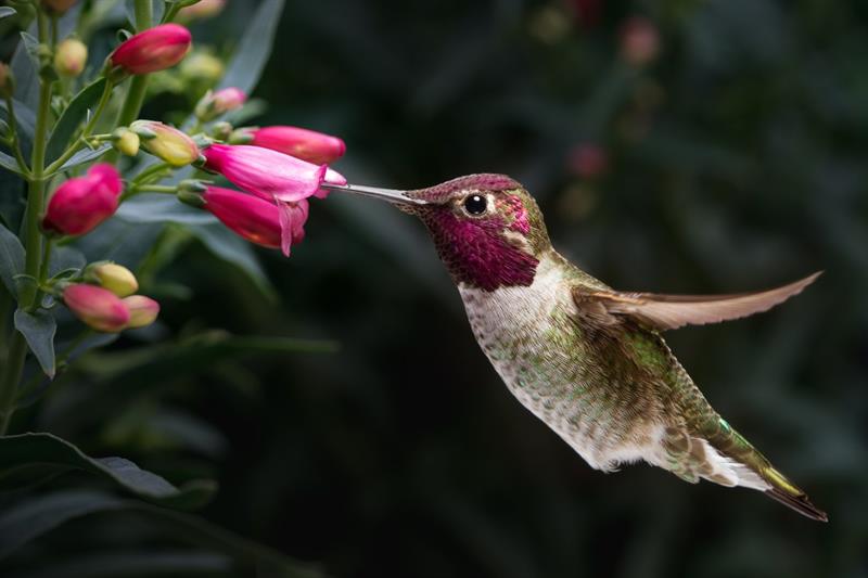 The Hummingbird is the only bird that can fly backwards.