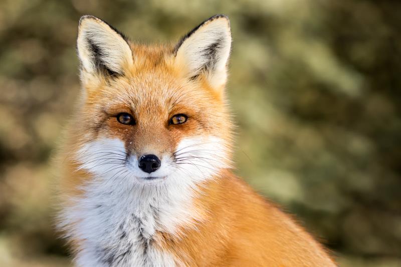 Nature Story: #1 Red fox