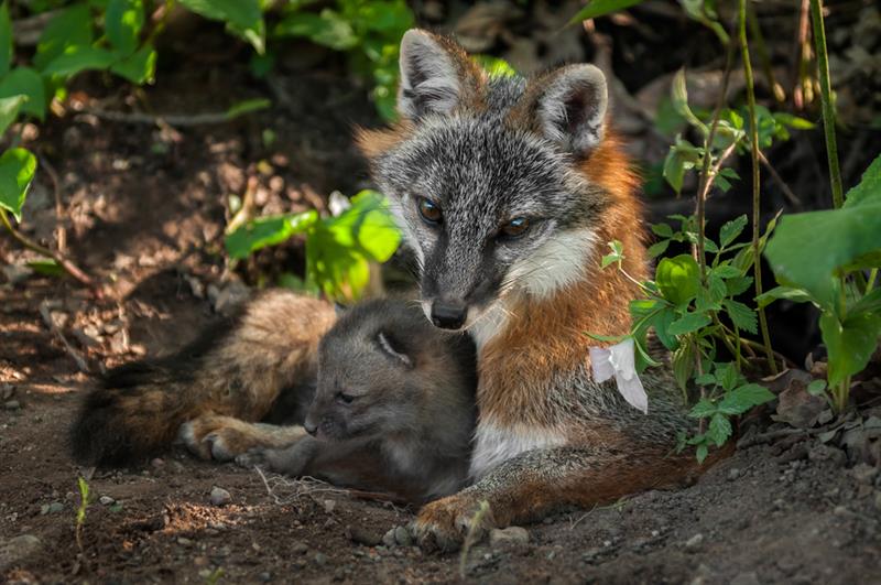 Nature Story: #2 Grey Fox