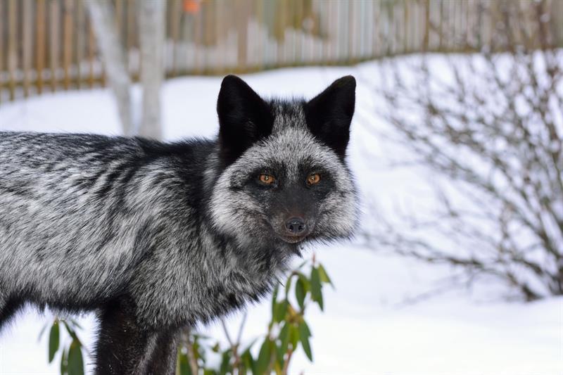 Nature Story: #4 Silver fox