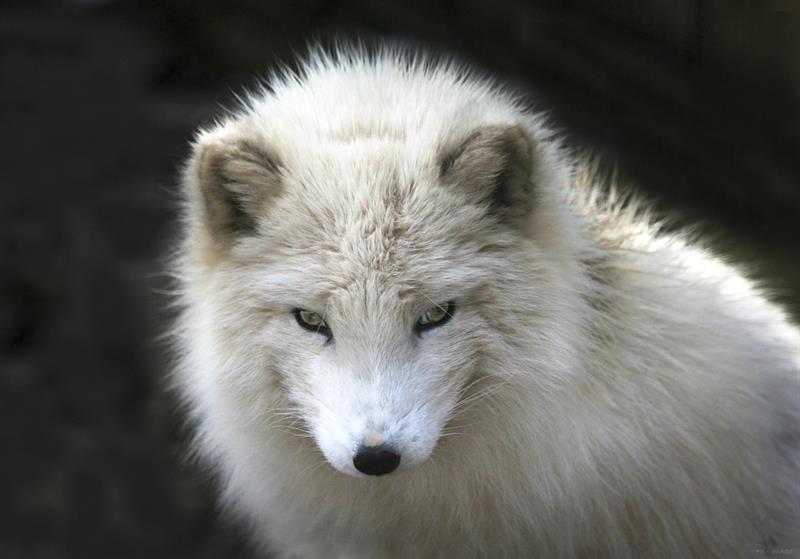 Nature Story: #5 Arctic fox