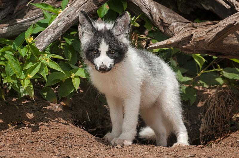 Nature Story: #6 Marble Fox