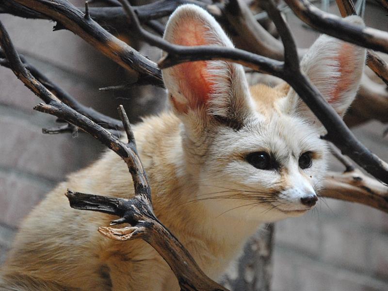 Nature Story: #7 Fennec (Desert fox)