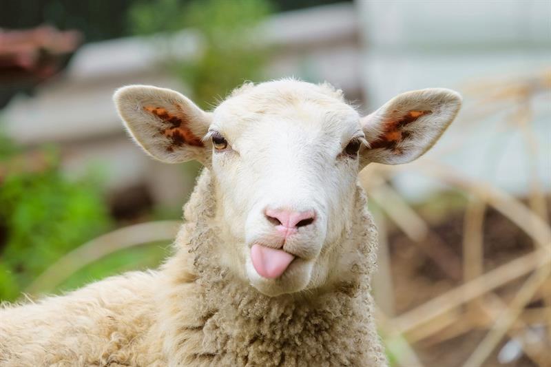 animals Story: These amusing animals showing their tongue will make you cry with laughter