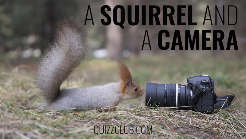 animals Story: What if a squirrel steals a camera and captures its tree trip?