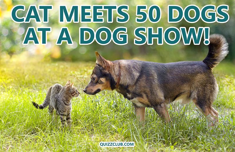 animals Story: Cat and dogs getting along - a brave cat decided to visit a dog show