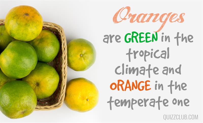 health Story: Facts about orange - one of the most favorite fruits in the world #5