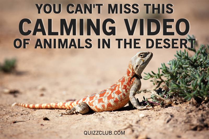 Nature Story: We bet you'll enjoy this amazing video of animals in the desert