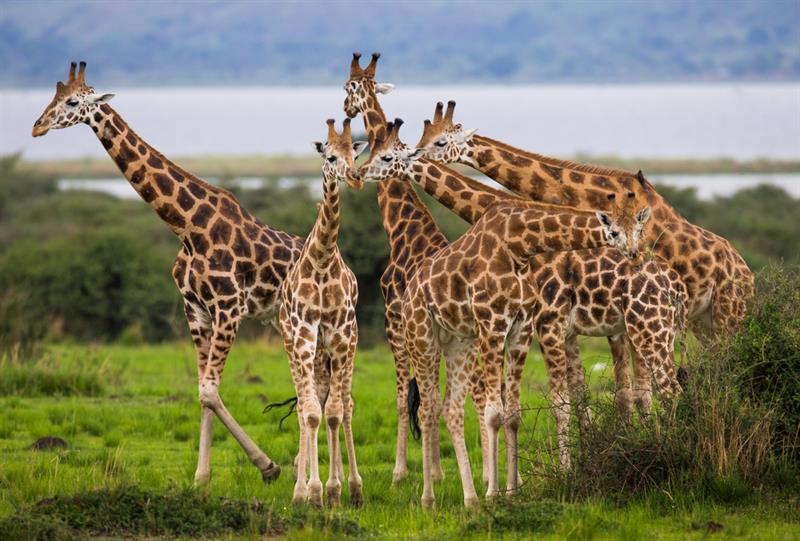animals Story: #1 Giraffe's coat pattern is unique as human's finger print. But giraffes that live in the same area usually have quite similar patterns of spots