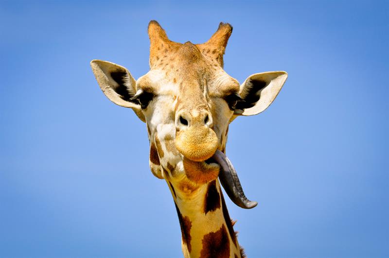 animals Story: #2 Giraffe can grow up to 16,5 feet high, its tongue can be up to 20 inches long and it is of dark color