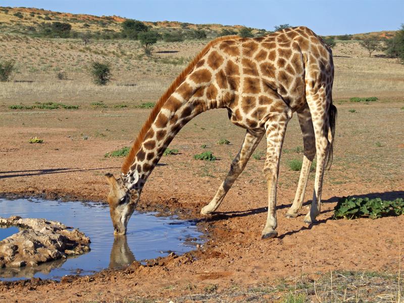 animals Story: #3 Giraffes drink a little as they get a lot of liquid from plants they eat. They can survive without water even longer than camels