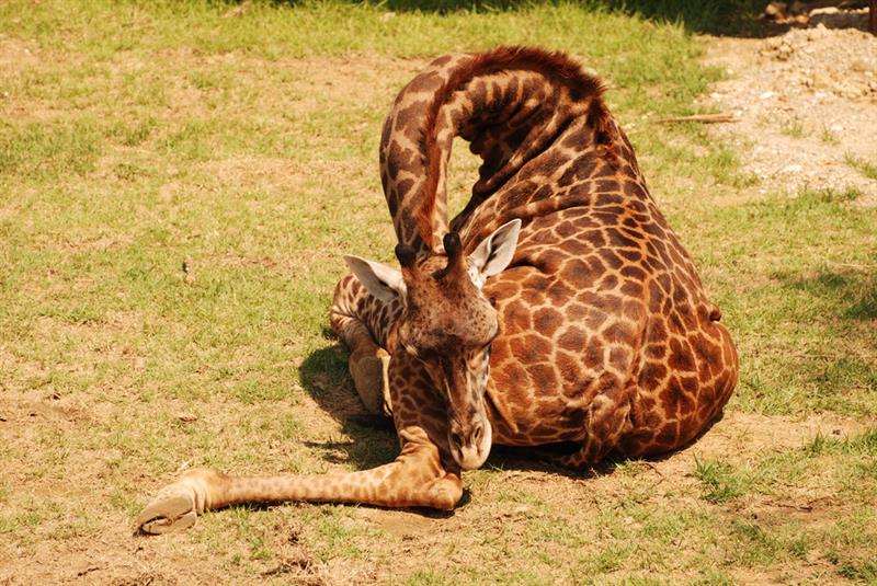 animals Story: #5 Giraffes sleep only 5 - 120 minutes a day, usually for some minutes at a time