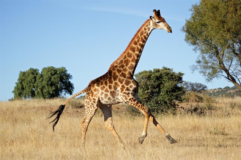 animals Story: #6 Giraffes can run at speeds up to 35 mph but only over a short distance