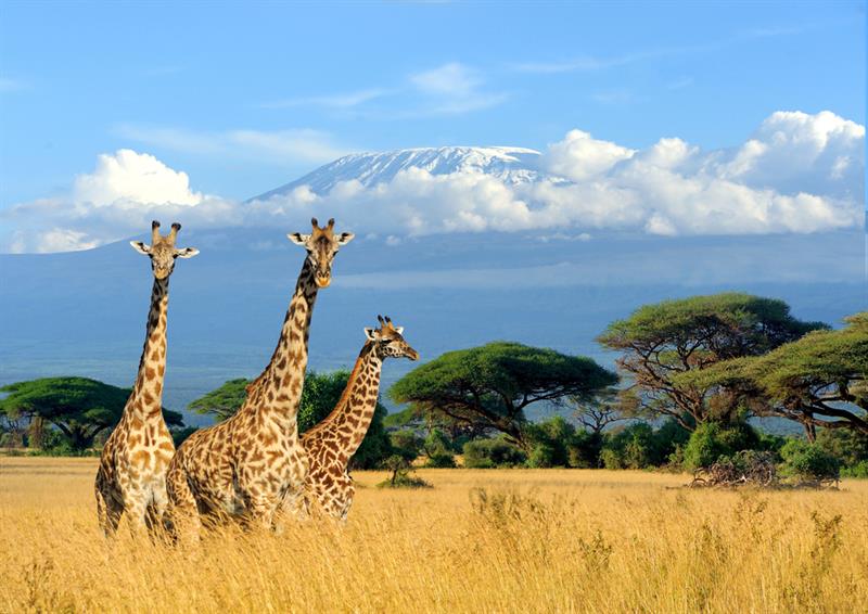 animals Story: 10 facts about giraffes you probably didn't know