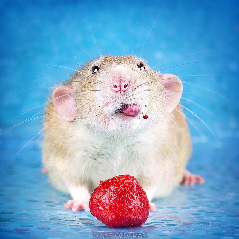 animals Story: We bet you didn't believe that rats could be so lovely #1