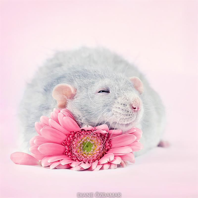 animals Story: We bet you didn't believe that rats could be so lovely #2