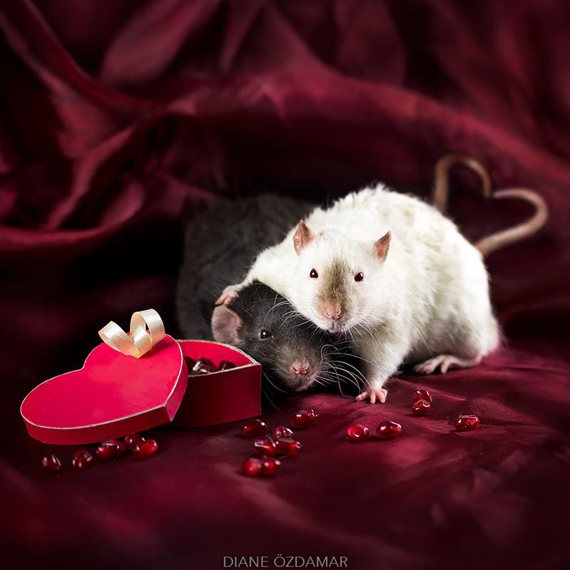 animals Story: We bet you didn't believe that rats could be so lovely #4