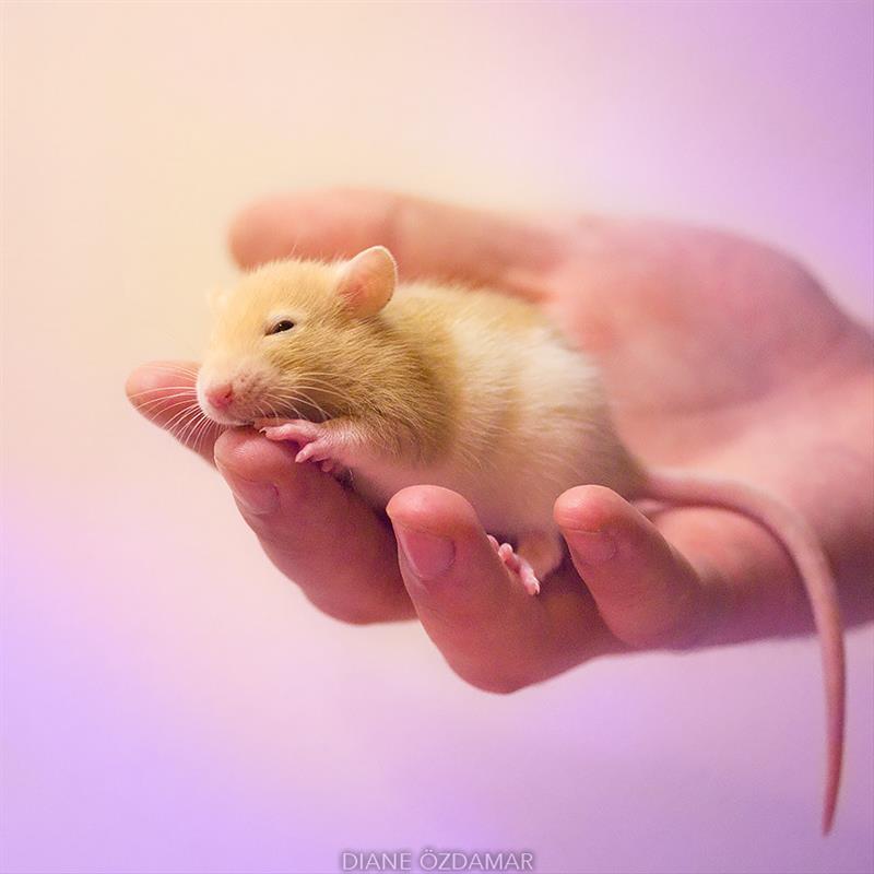 animals Story: We bet you didn't believe that rats could be so lovely #5
