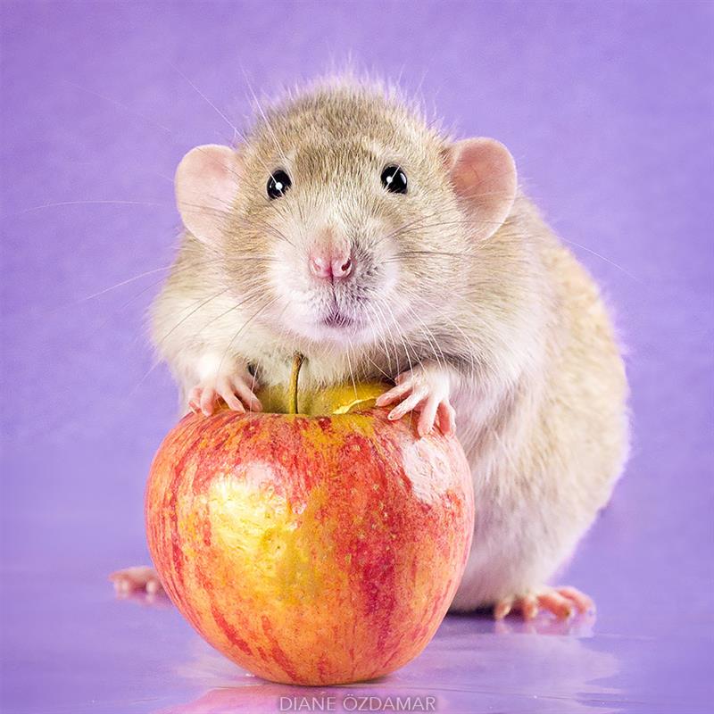 animals Story: We bet you didn't believe that rats could be so lovely #7