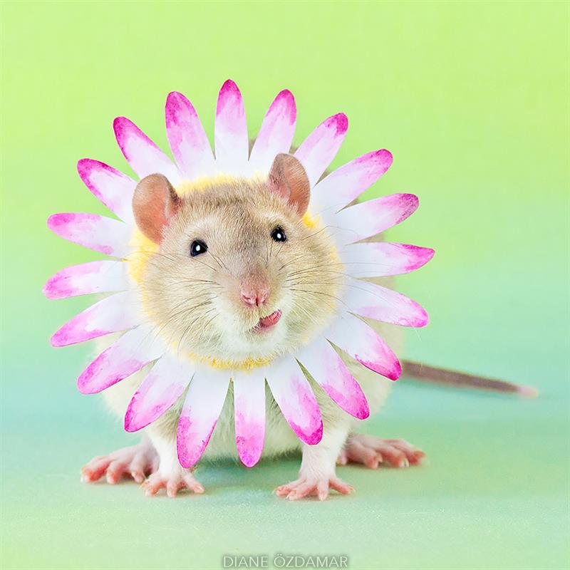 animals Story: We bet you didn't believe that rats could be so lovely #9