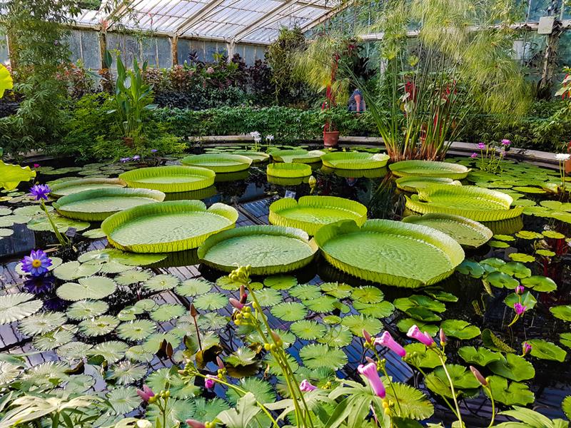 Nature Story: #1 Kew Gardens in London