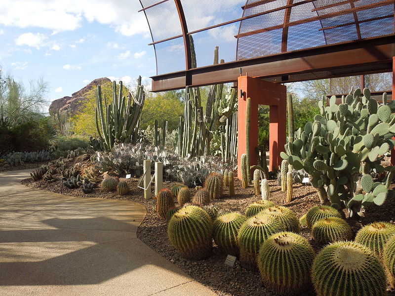 Nature Story: #6  Desert Botanical Gardens in Phoenix, Arizona