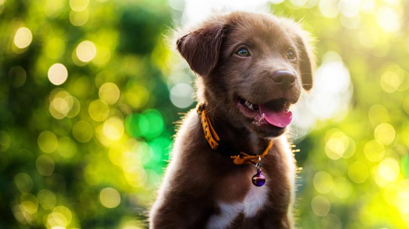 animals Story: The most adorable dog breeds - you'll definitely want to cuddle them