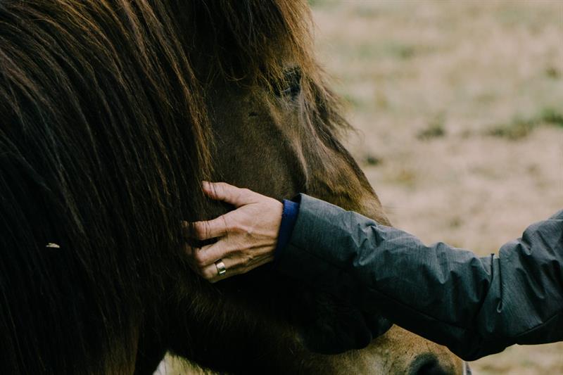 animals Story: Did you know that horses can heal you?
