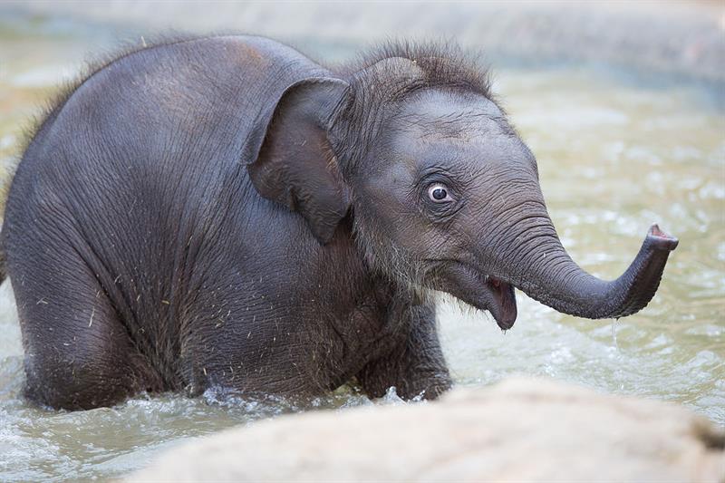 animals Story: An interesting fact: elephants can cross waters walking at the bottom and setting the tip of their trunks above the water in order to breathe.