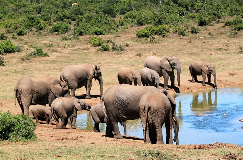 animals Story: Elephants drink through their trunks: myth or truth?